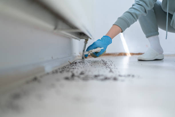 Wasp Removal Services in Cottondale, AL